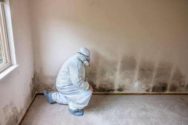 Mold Odor Removal Services in Semmes, AL